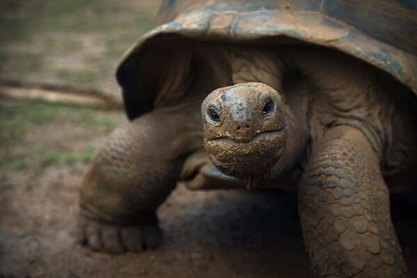 El secreto de las tortugas: por qué casi no desarrollan cáncer y viven tanto - Ciencia - ABC Color