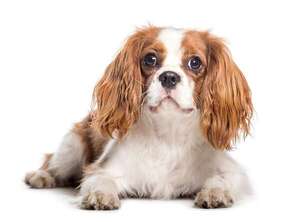 Perros sensibles: las razas ideales para personas con ansiedad - Mascotas - ABC Color
