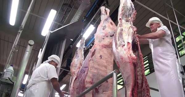 La Nación / Sistema de Identificación Animal: primer lote fue procesado para la exportación