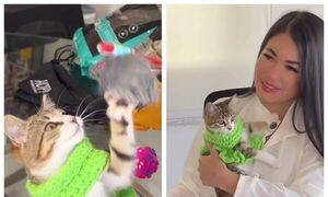 (VIDEO)¡Laurys Diva contó que el gato que rescató de la calle será una celebridad!