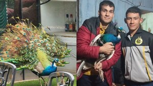 “Coco”, el pavo real que se escapó y puso a todos a correr tras sus plumas