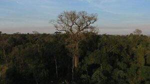 Colosos de la Tierra: Vuelve el concurso para rendir homenaje a los árboles del país