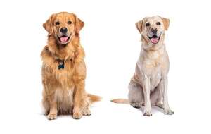 Golden Retriever o Labrador: cuál elegir según tu estilo de vida - Mascotas - ABC Color