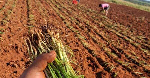 La Nación / Fortalecen cultivo de cebolla con apoyo técnico en distintas comunidades