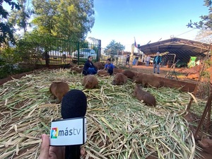 Granja de capibaras en Encarnación: ternura, naturaleza y un plan ideal para estas vacaciones