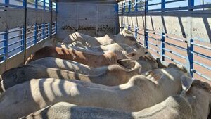 Paraguay exportó 53 vaquillas Brahman a Argentina para reproducción