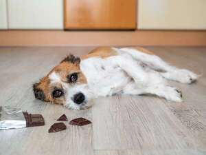 Intoxicaciones en perros y gatos: síntomas clave y qué hacer de inmediato en casa - Mascotas - ABC Color