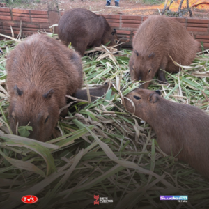 GRANJA DE CAPIBARAS EN ENCARNACIÓN: UN OASIS DE TERNURA Y NATURALEZA PARA LAS VACACIONES - «TVS DIGITAL»