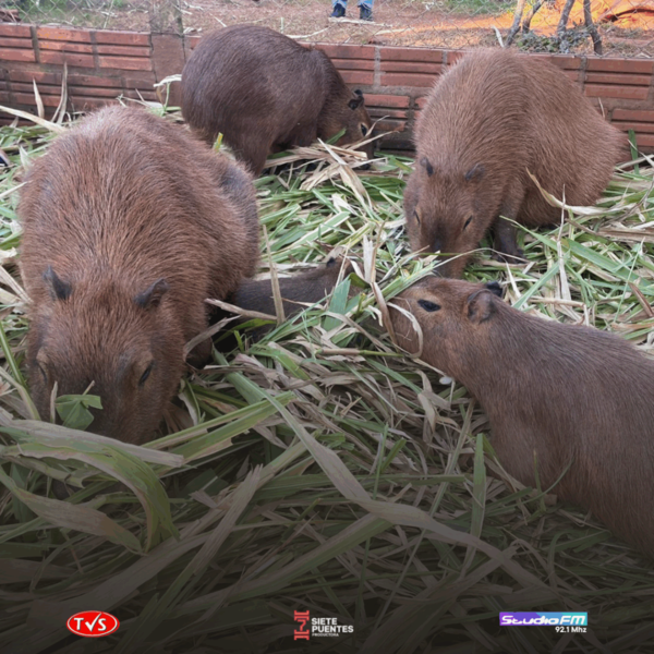 GRANJA DE CAPIBARAS EN ENCARNACIÓN: UN OASIS DE TERNURA Y NATURALEZA PARA LAS VACACIONES - «TVS DIGITAL»