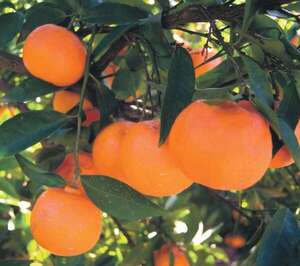 Felicita “mandarina”: Gobierno se jacta… ¿de detención fortuita? - Policiales - ABC Color