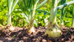 Fortalecen cultivo de cebolla con apoyo técnico en distintas comunidades