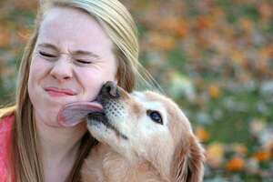 ¿Por qué mi perro me lame? Claves para entender este comportamiento - Mascotas - ABC Color