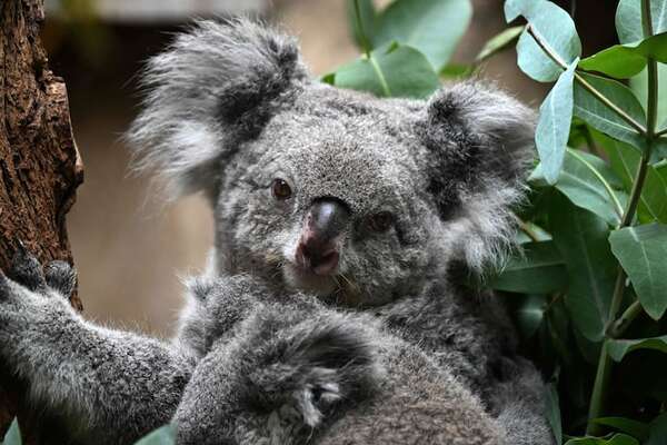 Por qué el suelo es letal para los koalas, aunque solo pasen unos minutos al día allí - Ciencia - ABC Color