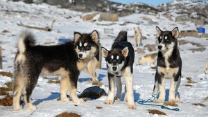 Reconstruyen la historia de los perros de trineo de Groenlandia a través de su genoma