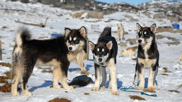 Reconstruyen la historia de los perros de trineo de Groenlandia a través de su genoma