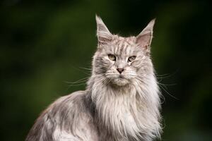 Gatos aristocráticos: razas que simbolizaban poder y estatus en la antigüedad - Mascotas - ABC Color