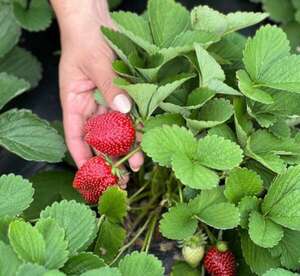 Temporada de frutilla: estas son las cuatro ciudades que más producen y sus precios  - Nacionales - ABC Color