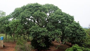 Colosos de la Tierra: Buscan al nuevo patrimonio natural