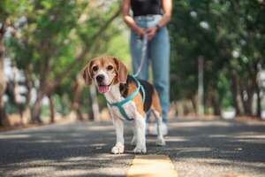 ¿Tu perro no quiere salir a pasear? Posibles causas emocionales detrás de su cambio - Mascotas - ABC Color