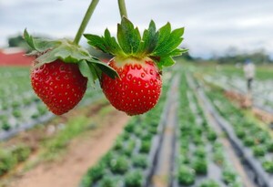 Temporada de frutillas: estiman una producción de 3 millones de kilos en Central