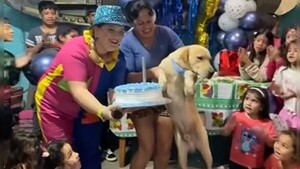 Cinco payasos rechazaron animar el cumple de un perrito mimado
