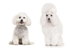Poodle o Bichón Frisé: en qué se parecen y qué los diferencia realmente - Mascotas - ABC Color