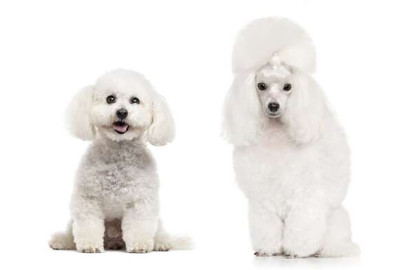 Poodle o Bichón Frisé: en qué se parecen y qué los diferencia realmente - Mascotas - ABC Color