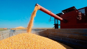 Arranca temporada alta de exportación de maíz hacia Brasil y Uruguay