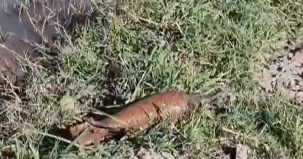 Diario HOY | Detonan bomba antigua hallada por niños en zona una escuela en Concepción
