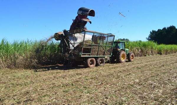 Azucareros paraguayos temen que libre comercio en el Mercosur destruya el mercado nacional - Nacionales - ABC Color