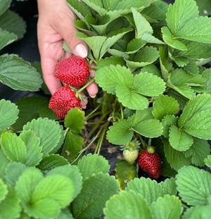 Estiman producción superior a 3 millones de kilos de frutillas en Central, en la temporada 2025 - ADN Digital