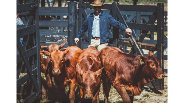 La participación de Brangus en la Expo Paraguay supera los 500 ejemplares