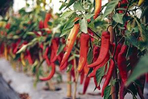Ají: picante en el paladar y difícil en el campo - ABC Rural - ABC Color