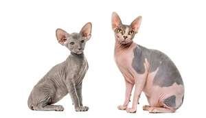 Sphynx o Peterbald: diferencias entre los gatos sin pelo más curiosos - Mascotas - ABC Color