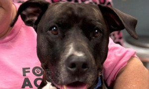 EE.UU: un perro sin entrenamiento médico advierte convulsión de un desconocido - OviedoPress