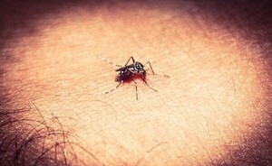En Bella Vista confirman un nuevo caso de chikungunya