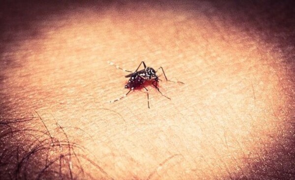 En Bella Vista confirman un nuevo caso de chikungunya