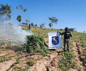 Destruyen cinco hectáreas de supuesta marihuana en zona rural de Canindeyú - Policiales - ABC Color
