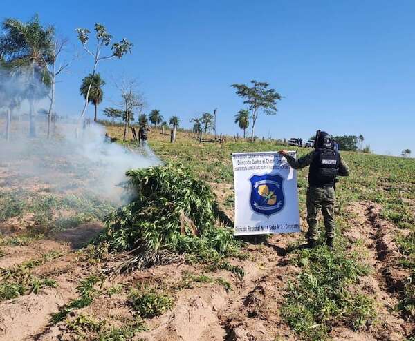 Destruyen cinco hectáreas de supuesta marihuana en zona rural de Canindeyú - Policiales - ABC Color