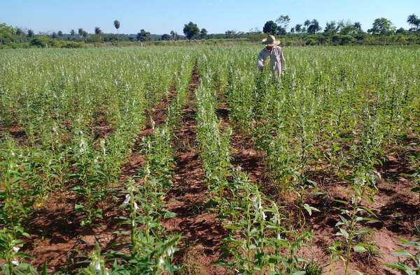 Más del 90% de la producción de sésamo se destina al comercio exterior - Económico - ABC Color