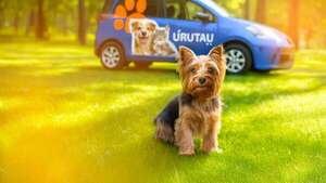 El primer transporte premium para mascotas - ABC Revista - ABC Color