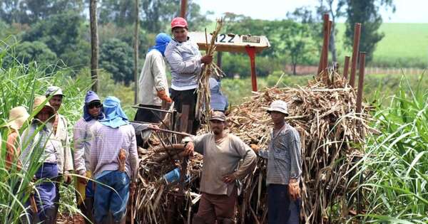 La Nación / Rechazan liberar comercio de azúcar en el Mercosur
