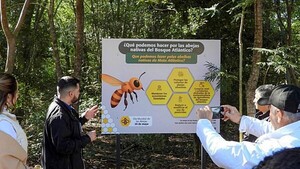 Zumbidos en el bosque: Nace un santuario para las abejas nativas