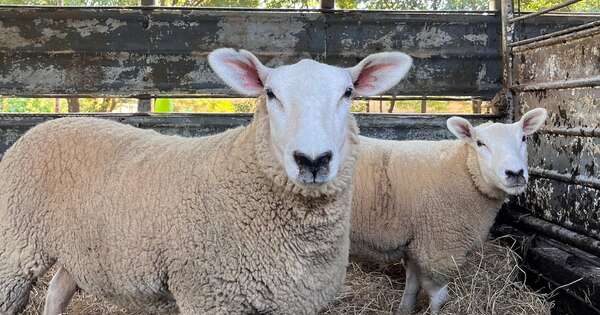 La Nación / Paraguay concreta su primera exportación de ovinos Texel a Uruguay