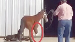 Caballo fue tirado porque tenía la pata fracturada