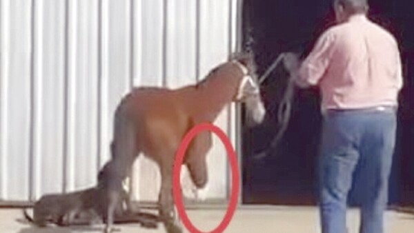 Caballo fue tirado porque tenía la pata fracturada