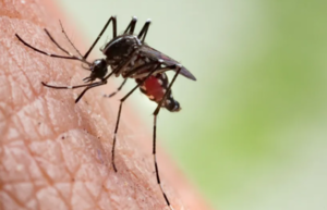 Salud confirma un nuevo caso de chikungunya en Amambay