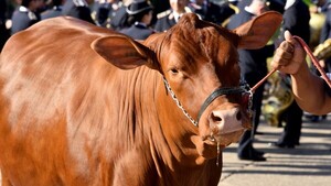MAG anuncia que solicitará mayor presupuesto para el próximo año