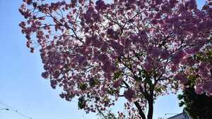 Veranillo persiste este lunes, con temperaturas superiores a los 30°C