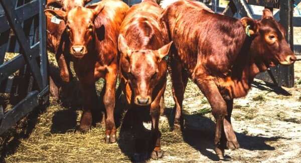 La Brangus se presentará con más de 500 ejemplares en la Expo Paraguay